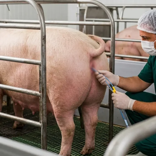 Inseminação Pós-Cervical (PCAI):